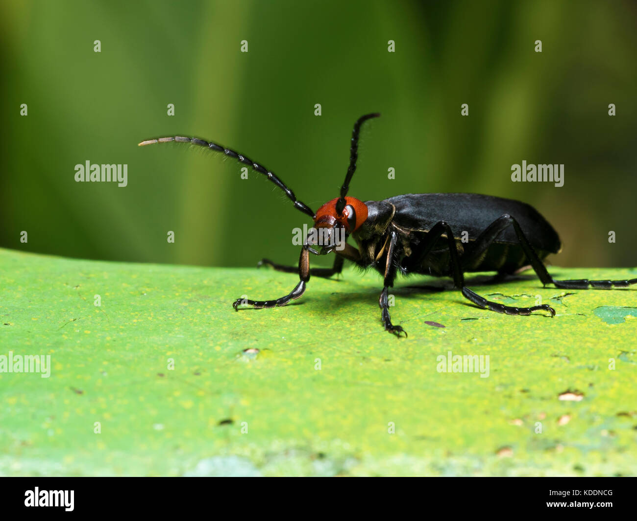 Cerrar vista de blister escarabajos en suelo,epicauta hirticornis Foto de stock