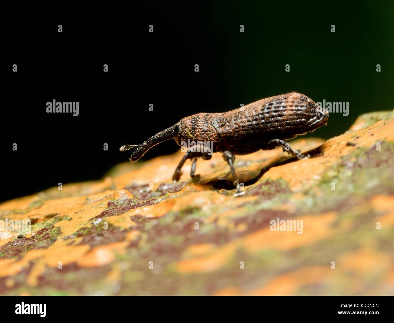 Cerrar vista de escarabajos picudos en el suelo Foto de stock