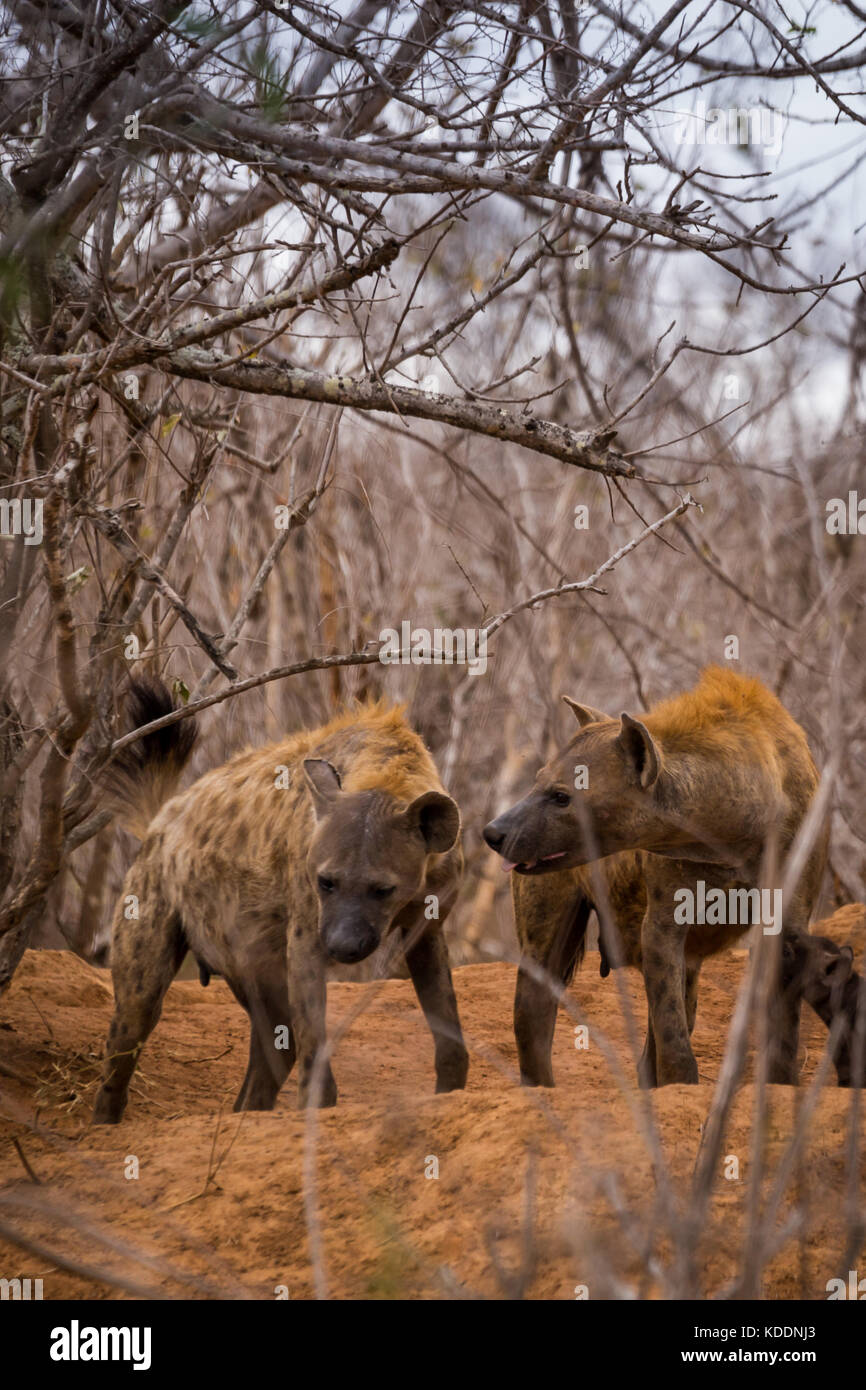 Dos hienas en Bush, Parque Nacional Kruger, Sudáfrica, África Foto de stock