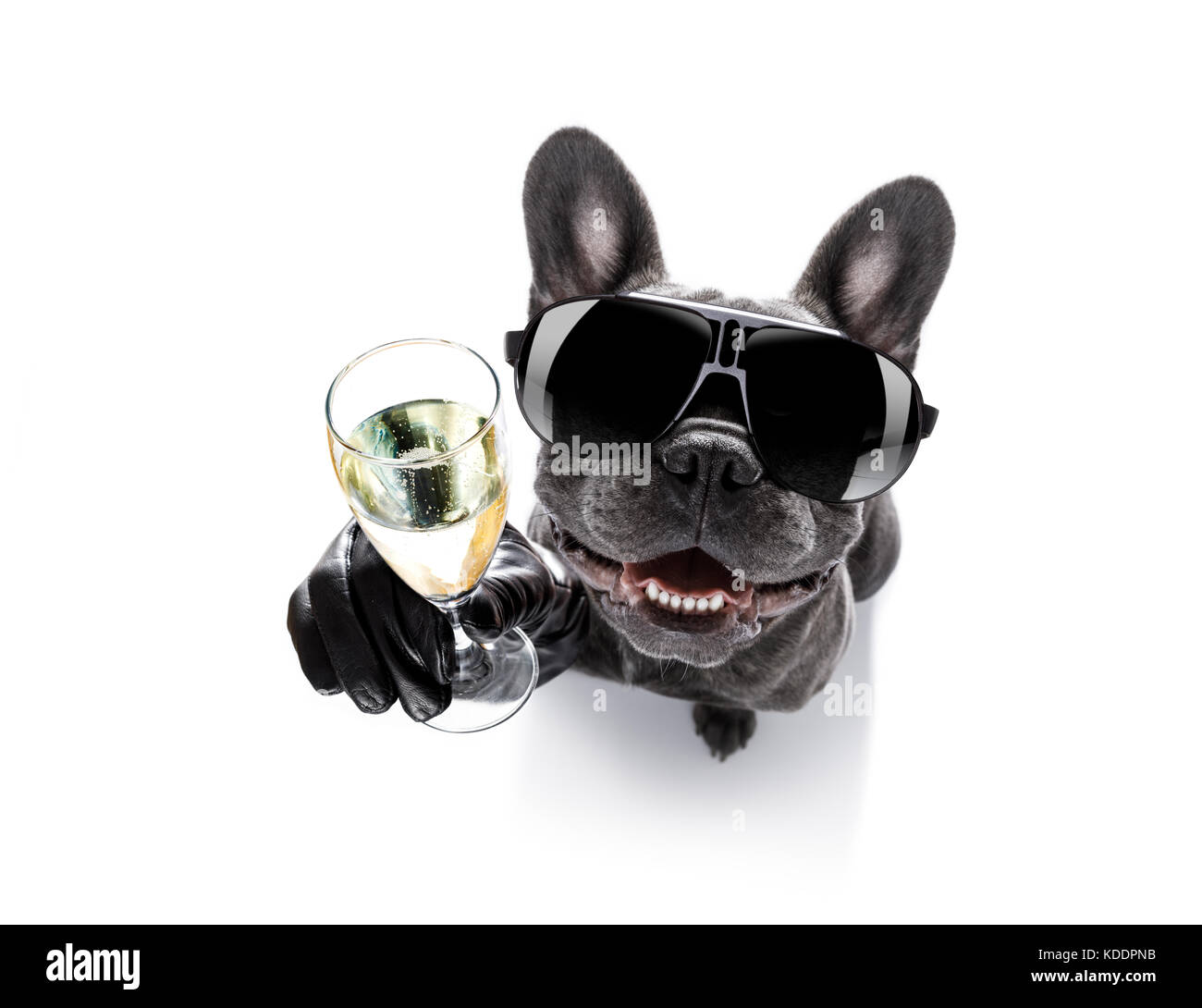 Cool borracho perro bulldog francés animando un brindis con cóctel ,  mirando al propietario , aislado sobre fondo blanco Fotografía de stock -  Alamy