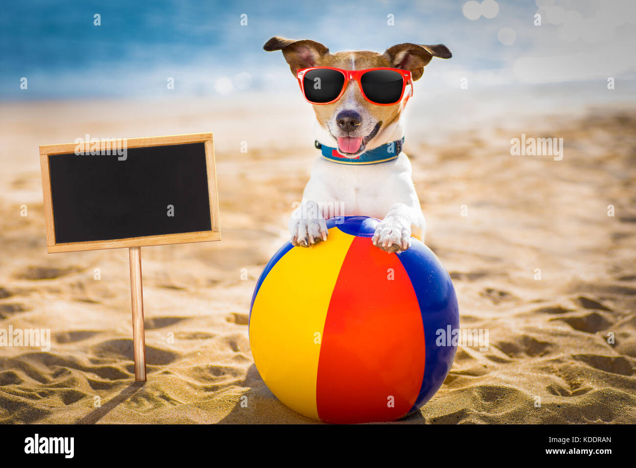 Jack Russel perro a la orilla del océano de la playa, en las vacaciones de  verano con una bola de plástico, banner o el cartel al lado Fotografía de  stock - Alamy