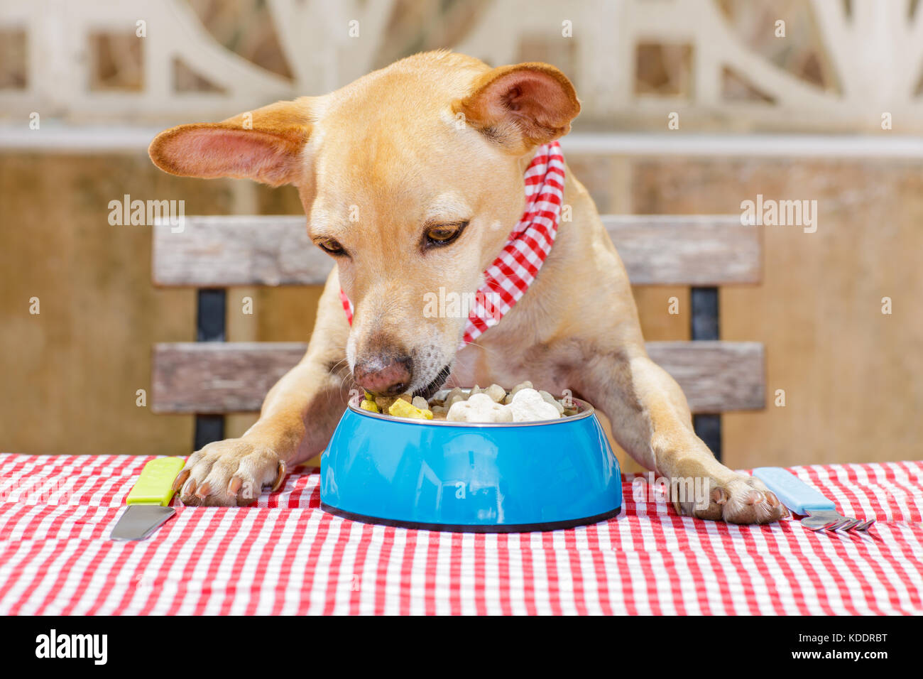 Chihuahua hambriento perro come con mantel en la mesa , utensilios tazón de  alimentos , tenedor y cuchillo pintó Fotografía de stock - Alamy