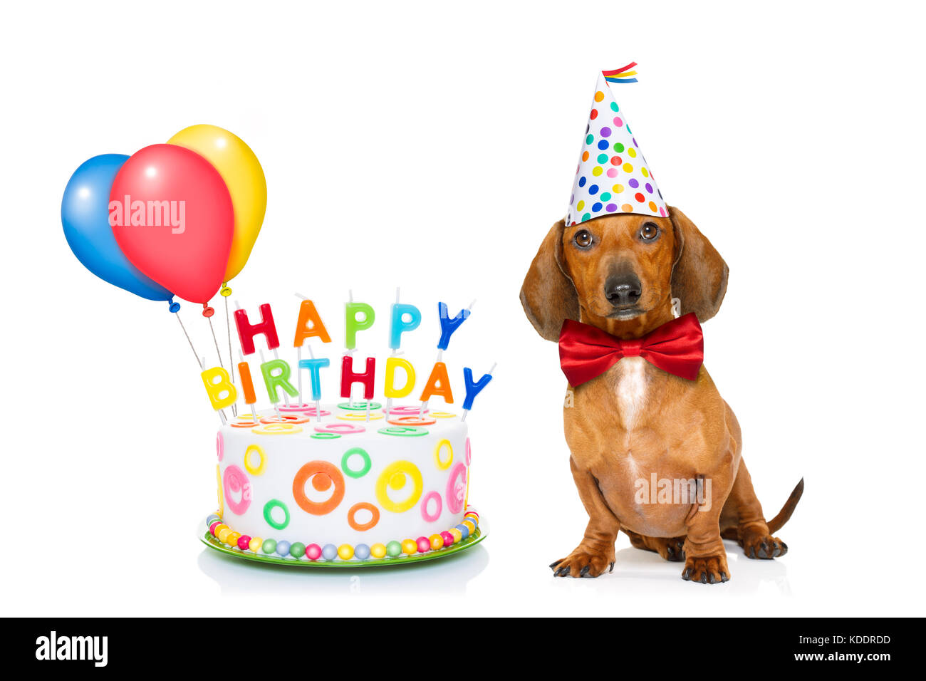 Teckel o perro salchicha hambrientos de una tarta de cumpleaños con velas  ,llevar corbata roja y gorro de fiesta , aislado sobre fondo blanco  Fotografía de stock - Alamy