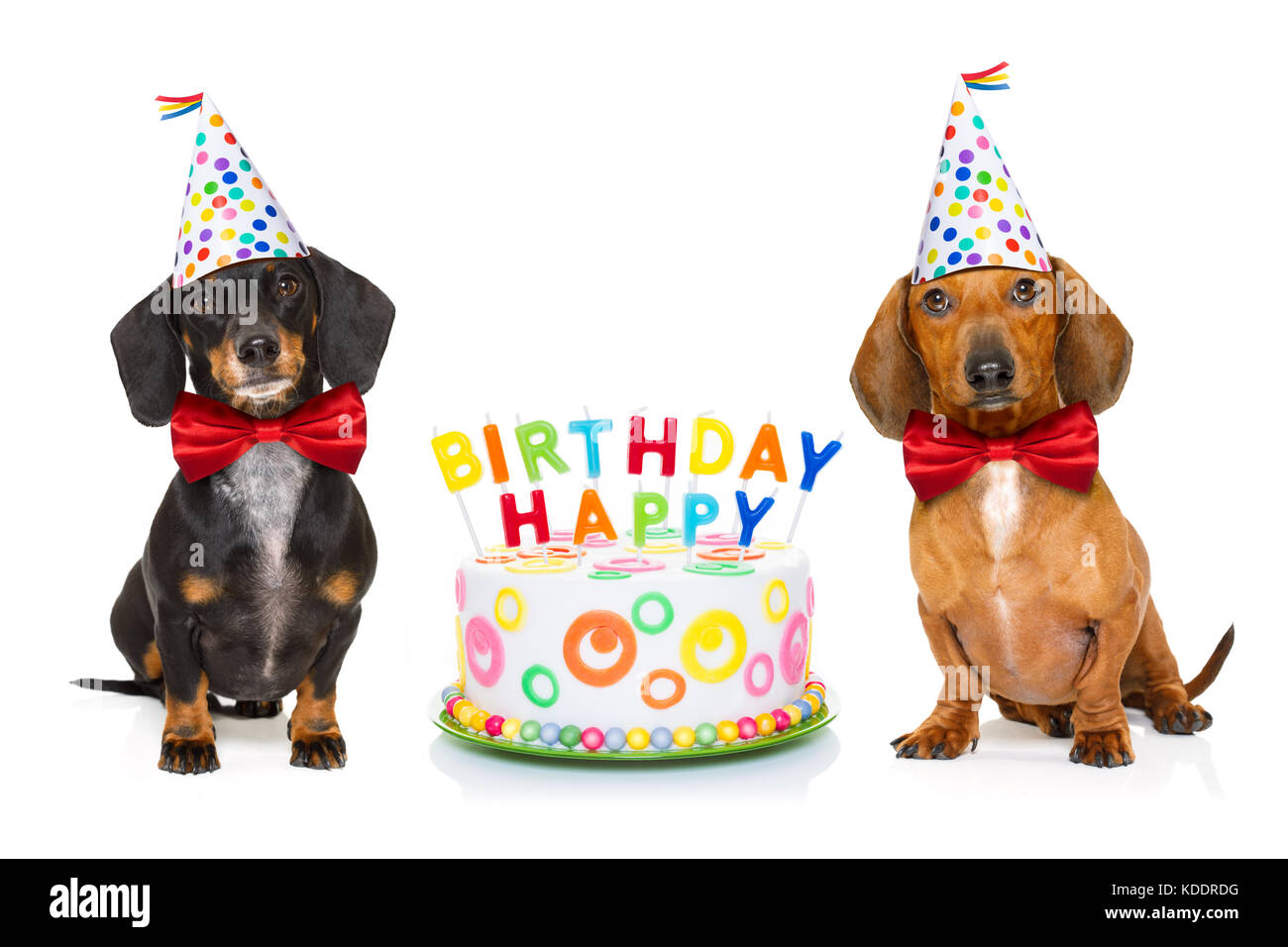 Par de dos teckel o salchicha perros hambrientos de una tarta de cumpleaños  con velas ,llevar corbata roja y gorro de fiesta , aislado en blanco  backgroun Fotografía de stock - Alamy