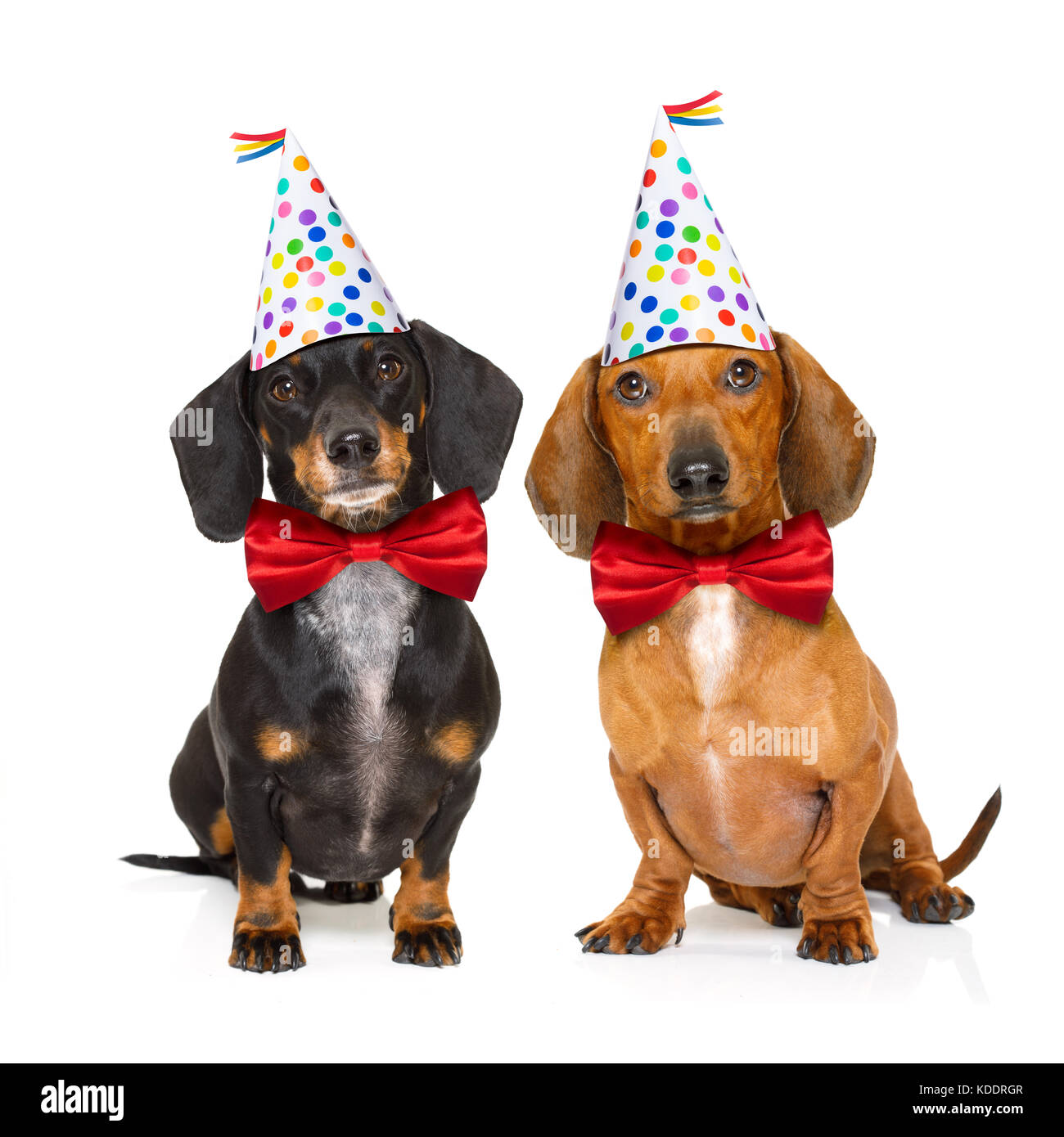 Par de dos teckel o salchicha perros hambrientos de una tarta de cumpleaños  con velas ,llevar corbata roja y gorro de fiesta , aislado en blanco  backgroun Fotografía de stock - Alamy