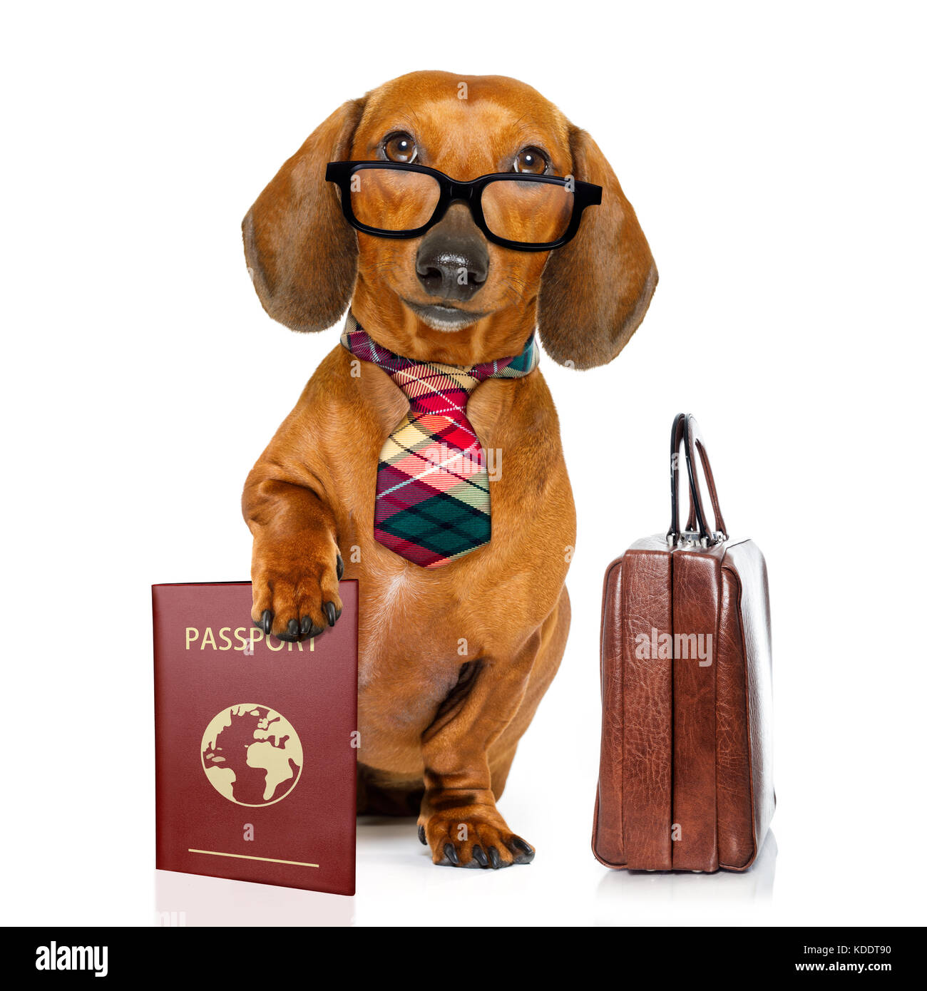 Teckel o perro salchicha en viaje de negocios con pasaporte o billete y maleta  equipaje , aislado sobre fondo blanco Fotografía de stock - Alamy