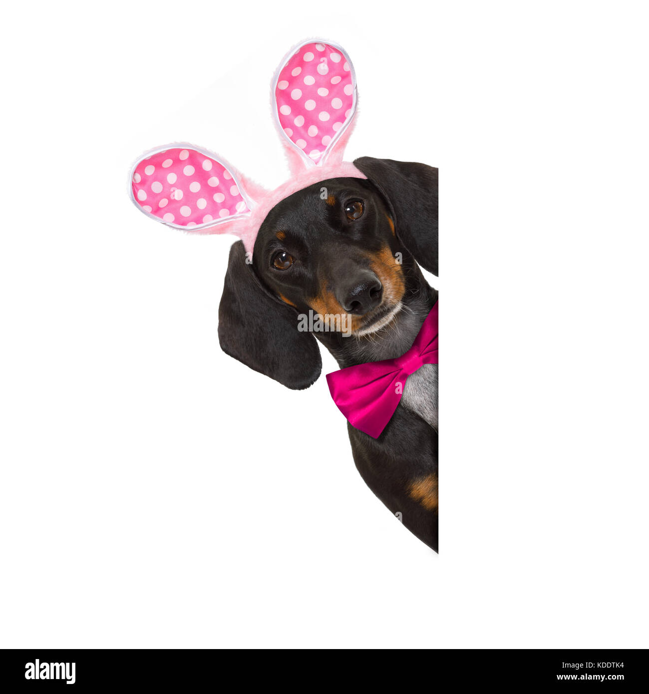 Teckel perro salchicha con orejas de conejito de Pascua rosa y una corbata,  detrás de un título vacío,placard o pizarrón, aislado sobre fondo blanco  Fotografía de stock - Alamy