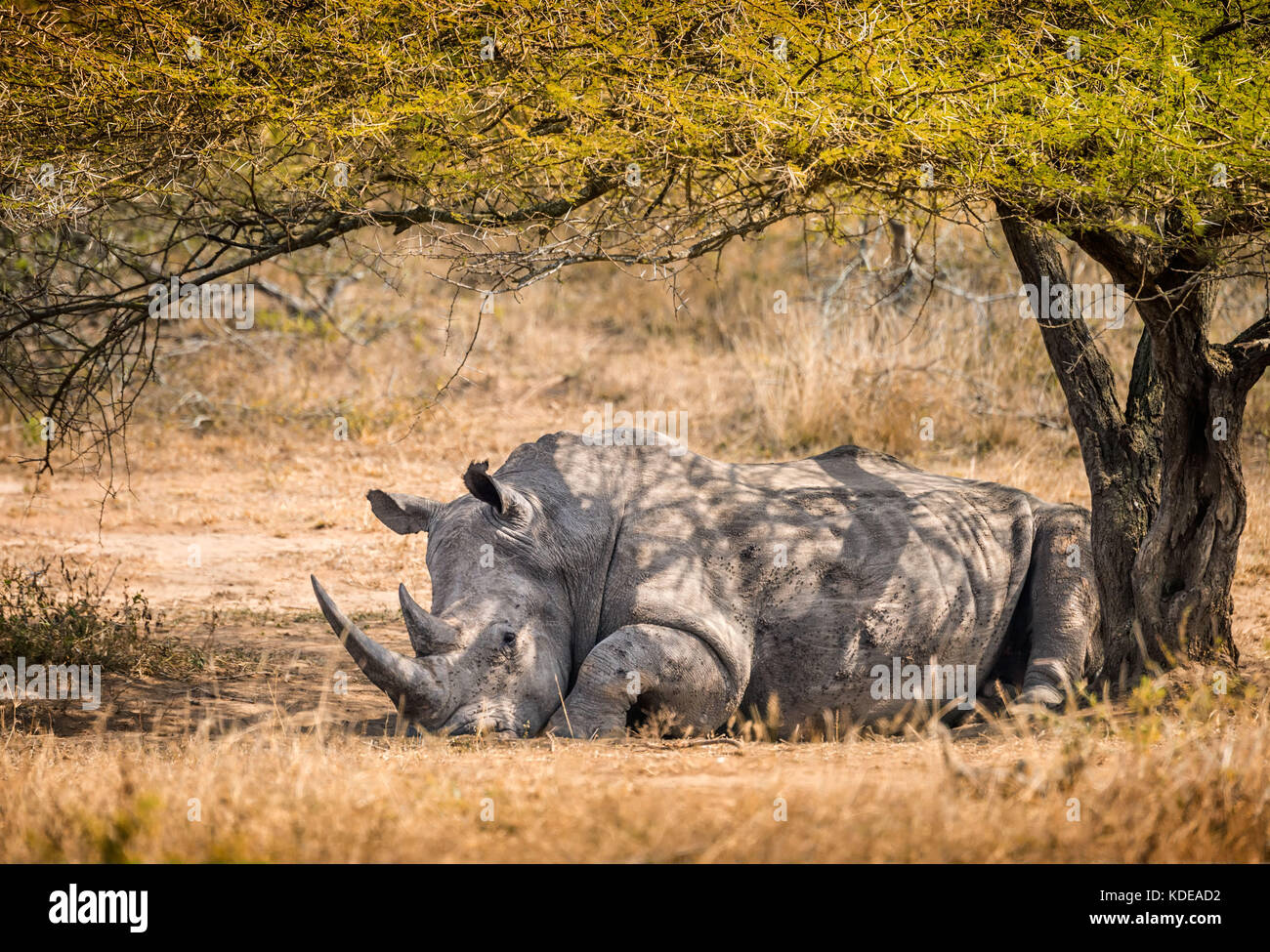 Rinoceronte blanco macho solitario descansando en la sombra de un árbol en el sur Africano arbusto Foto de stock
