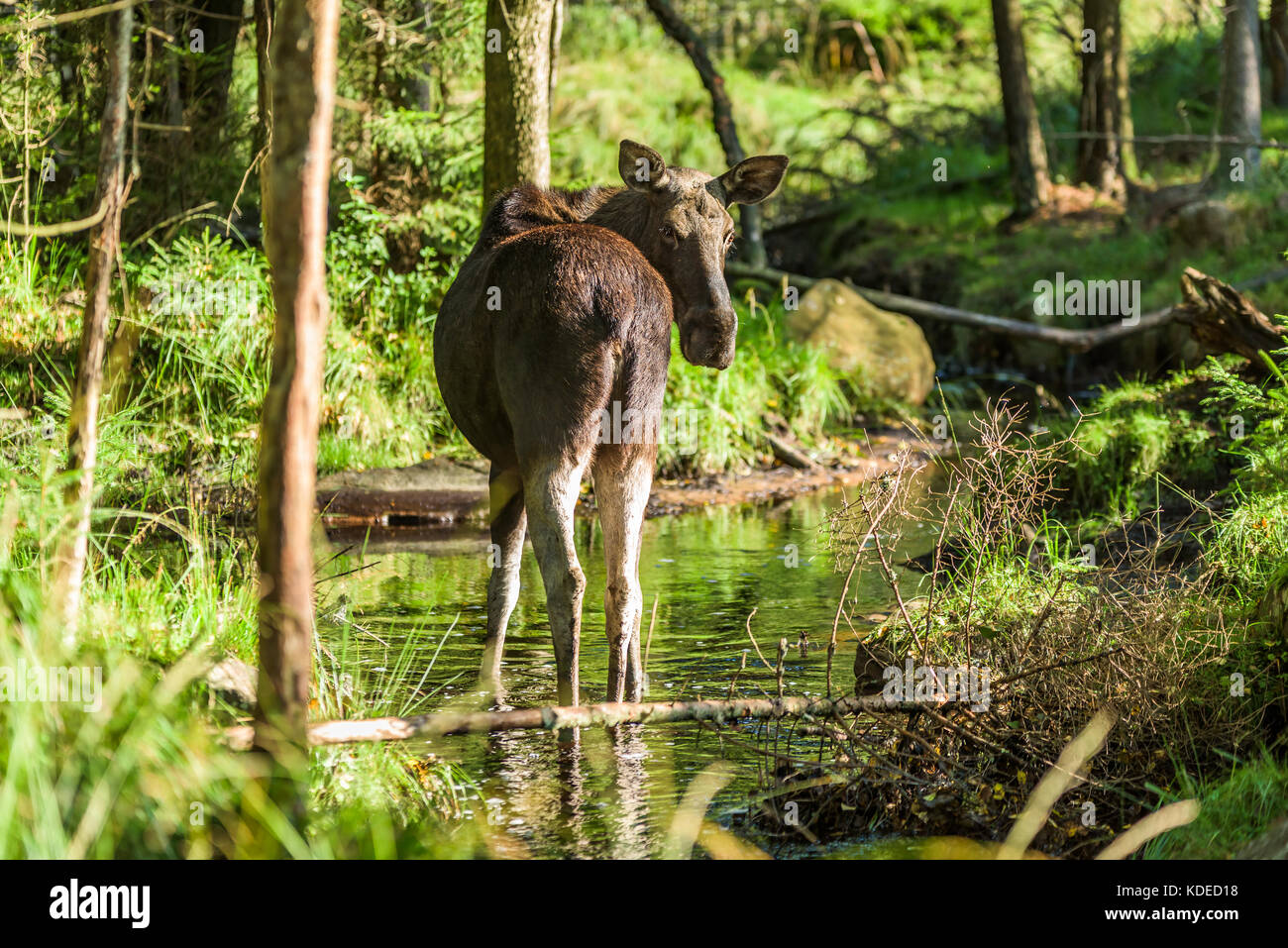 Alces hembra de pie en pequeñas y poco profundas con stream bosque hacia usted Foto de stock