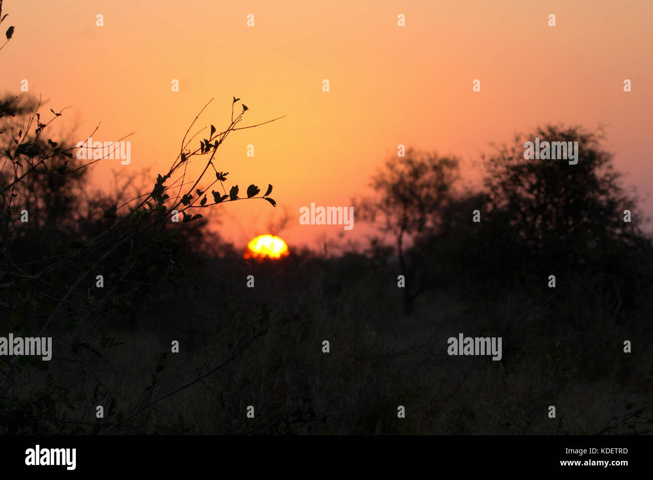 Atardecer africano, el parque nacional Kruger, Sudáfrica Foto de stock