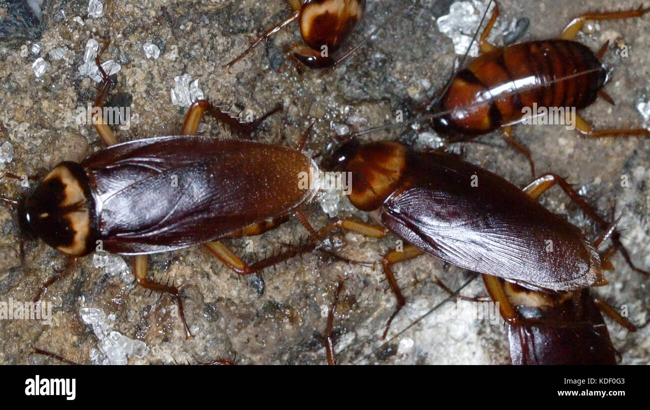 Closeup macro cucarachas americanas se reúnen en la alcantarilla de casa para buscar comida. Foto de stock
