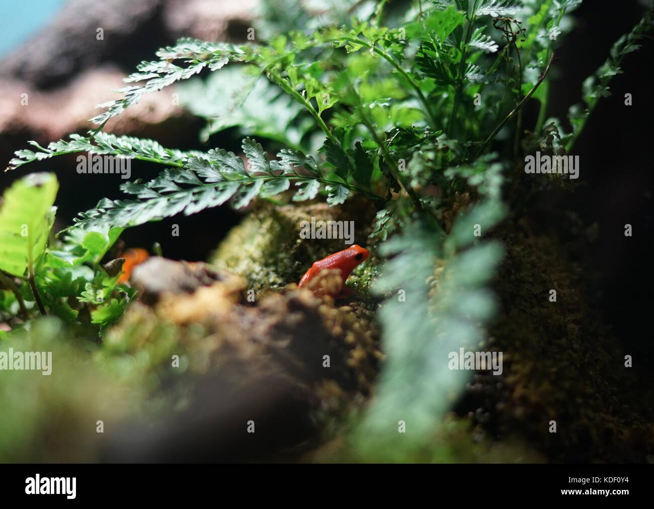 La rana roja sobre una piedra, bajo los helechos.Esta es una mascota en una vitrina. Foto de stock