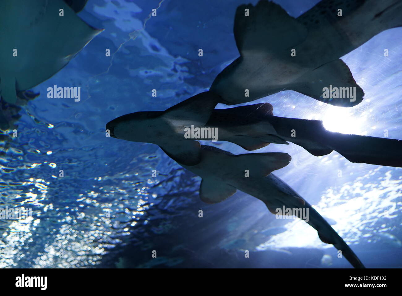 La multitud de tiburón nodriza en el túnel de cristal, están nadando cerca de la luz que brilla hacia abajo la superficie del agua del acuario. Foto de stock
