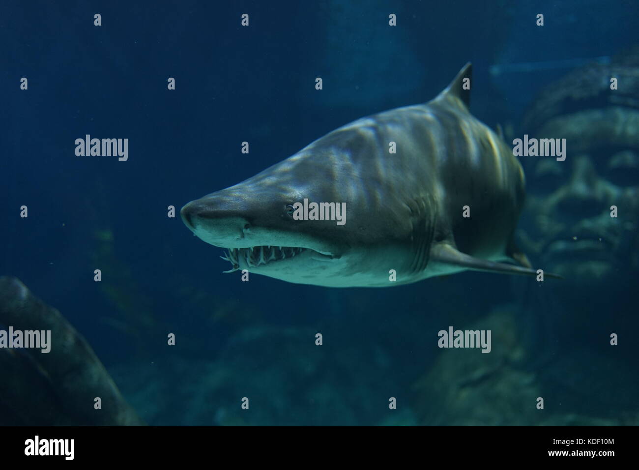 Sand Tiger Shark nadar en el tanque del acuario. Tiene muchos dientes afilados a la arrastra, incluso si el depósito de vidrio. Foto de stock