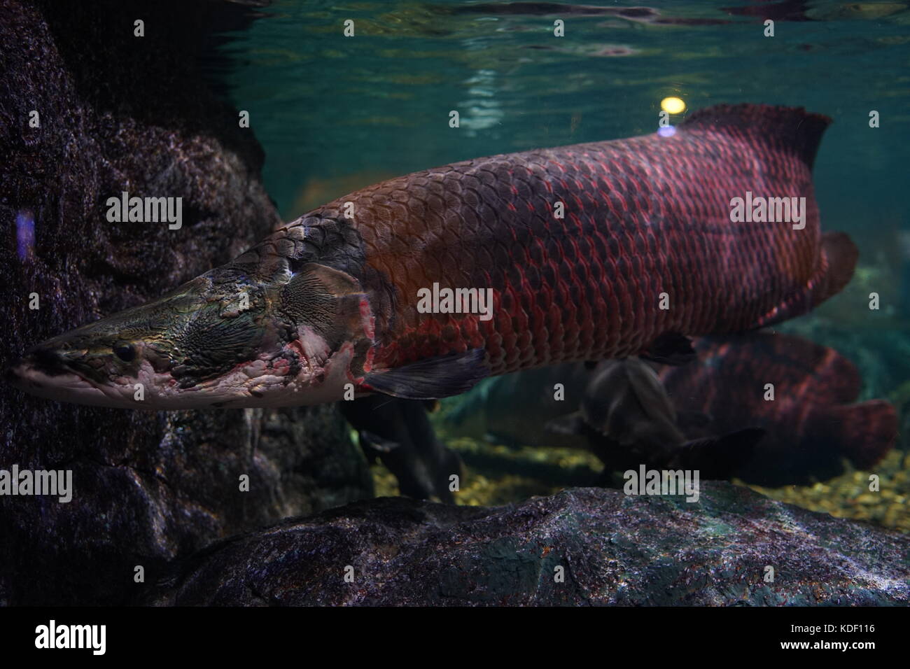 Arapaima giga nadando lentamente en el tanque del acuario. Foto de stock