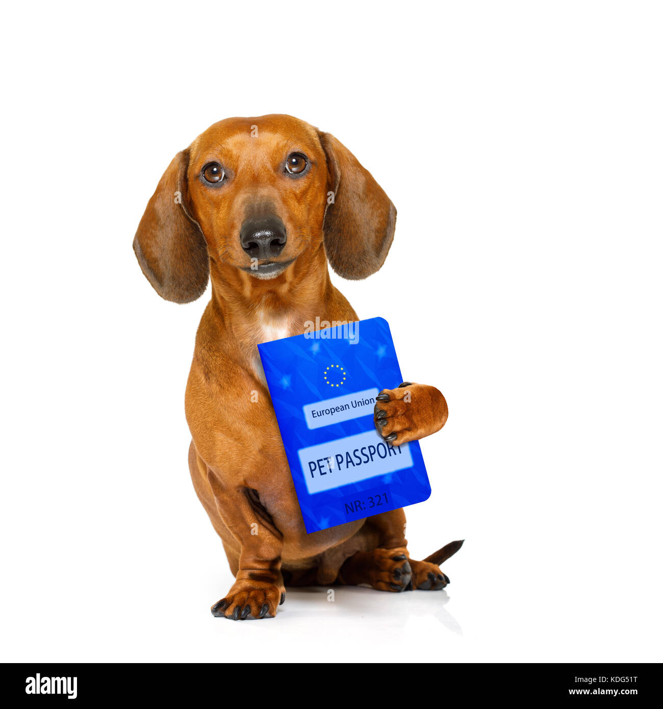 Teckel perro salchicha con el pasaporte europeo de animales , sobre fondo blanco Fotografía de stock - Alamy