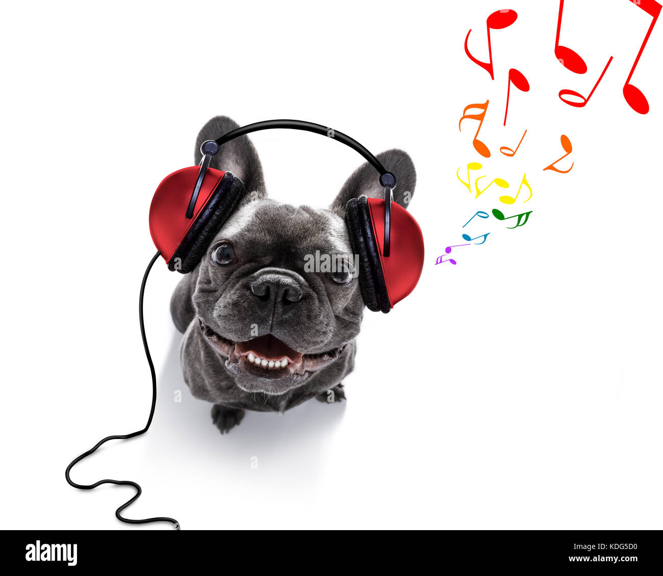 Dj perro bulldog francés cantando o escuchando música con auriculares y de mp3, nota de todo, aislado sobre blanco Fotografía de stock - Alamy