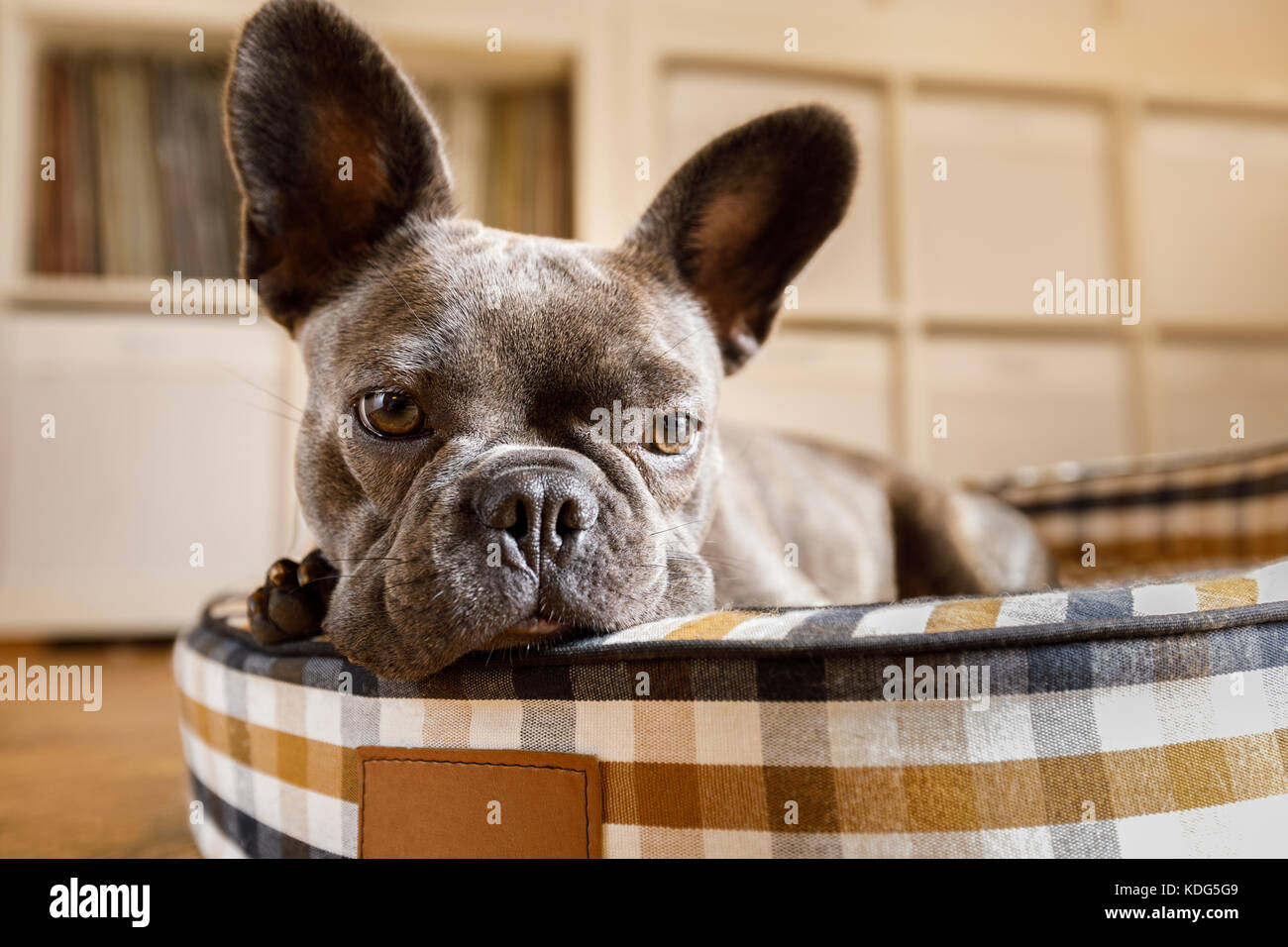 Perro bulldog francés en el relajante salón o soñar despierto en la cama  pet , pensar acerca de la vida Fotografía de stock - Alamy
