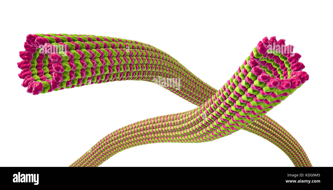 Los microtúbulos, ilustración 3D por computadora. Los microtúbulos son polímeros de la proteína tubulina. Son un componente del citoesqueleto, que mantiene la forma celular, permite cierta movilidad celular y participa en el transporte intracelular. Los polímeros tubulares de tubulina puede crecer hasta 50 micrómetros y son muy dinámicos. En la enfermedad de Alzheimer, el transporte de la proteína tau (perteneciente al mapa proteínas) estabilizar los microtúbulos se perturba y grupos fosfato permite adjuntar a la proteína tau, desestabilizando la microtubuli de cerebro de los axones. Esto conduce a la aglutinación de los Foto de stock