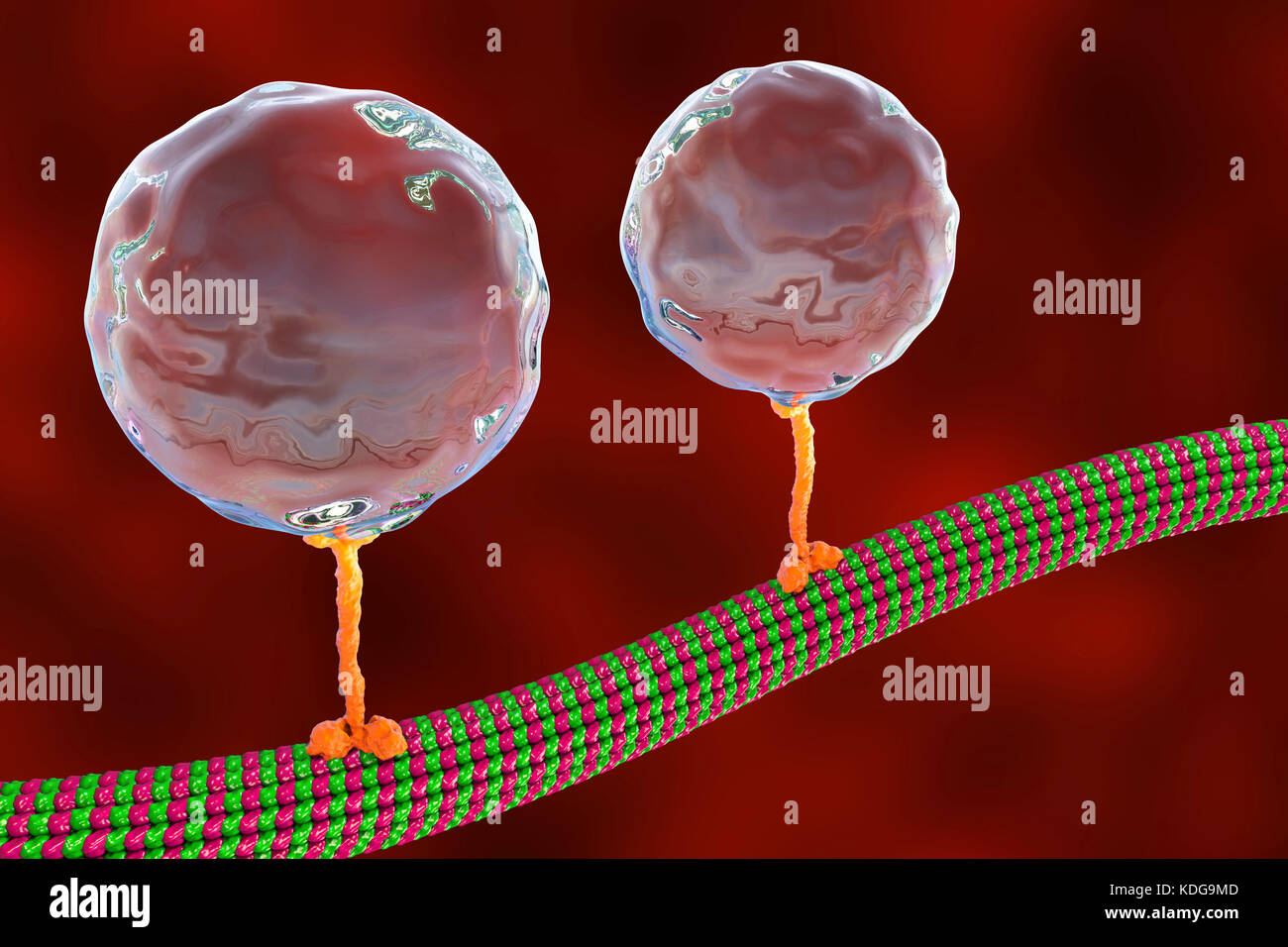 Transporte intracelular. Ilustración del equipo de vesículas (esferas) transportada por un microtúbulo por una proteína motora quinesina. Quinesinas son capaces de 'paseo' a lo largo de los microtúbulos. Los microtúbulos son polímeros de la proteína tubulina y son un componente del citoesqueleto. Foto de stock