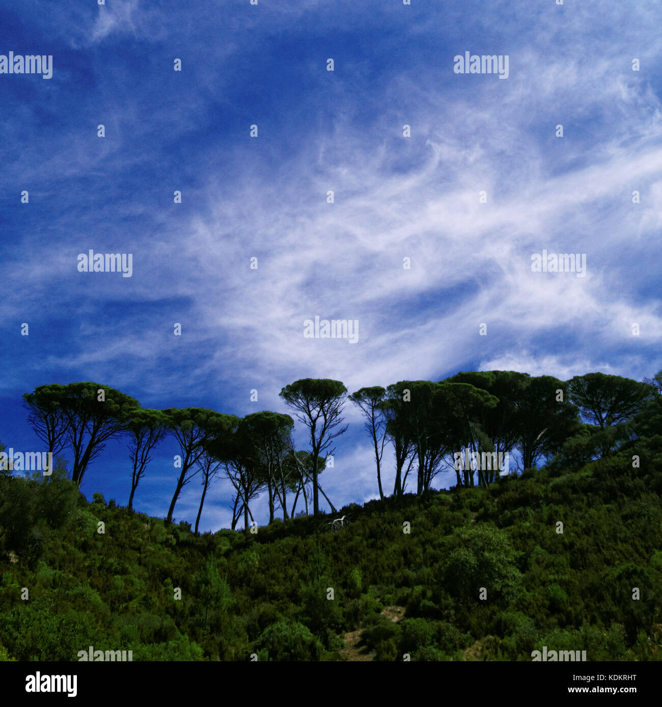 Grupo de árboles y cielo con nubes Foto de stock