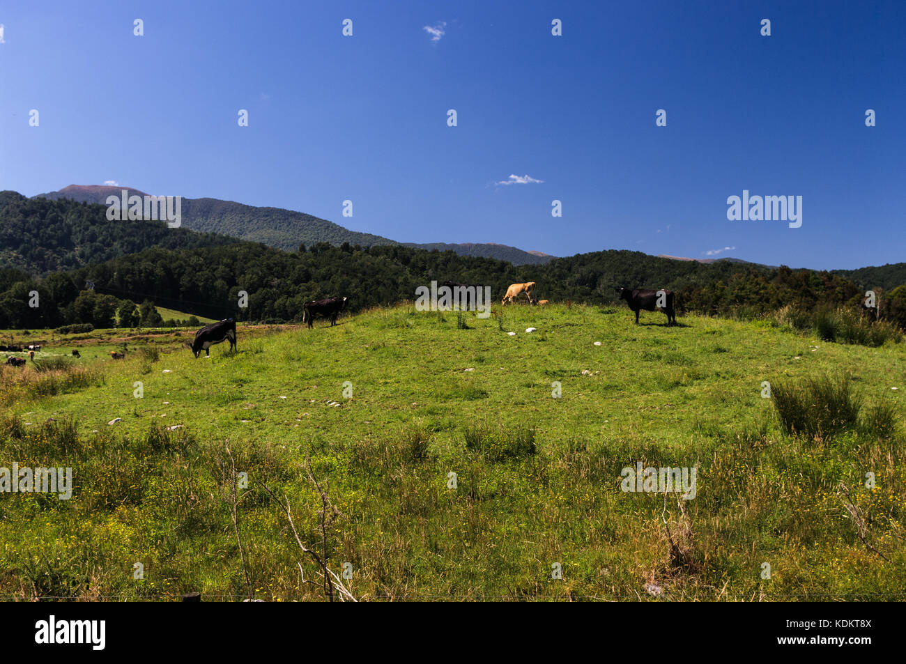 Inangahua, costa oeste • NUEVA ZELANDA Foto de stock