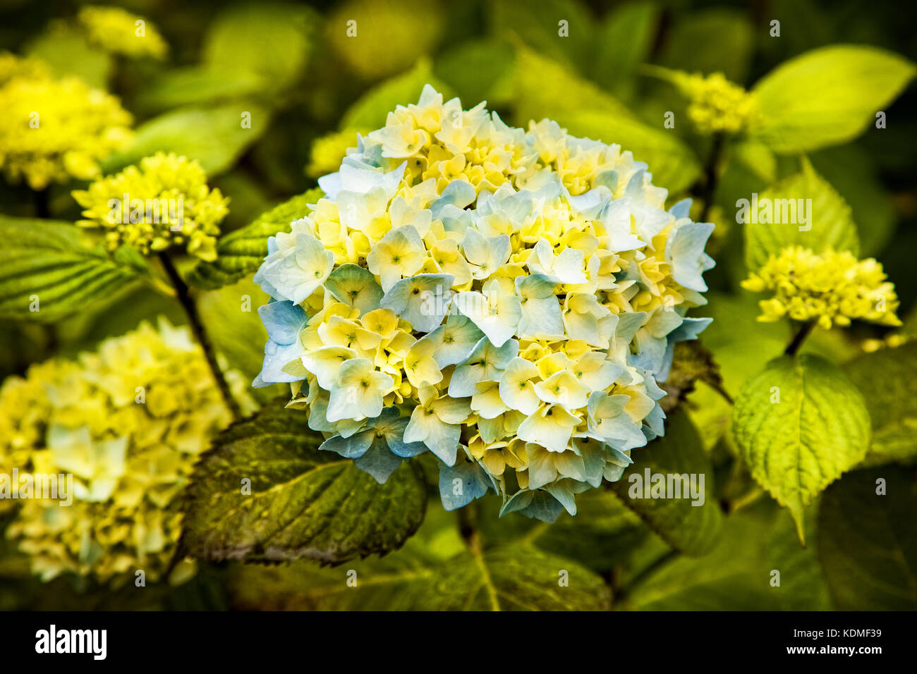 Hortensia,hortensias de colores amarillos y azules Foto de stock