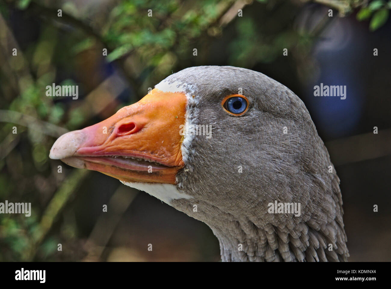 Retrato de un ganso con llamativos ojos azules Foto de stock