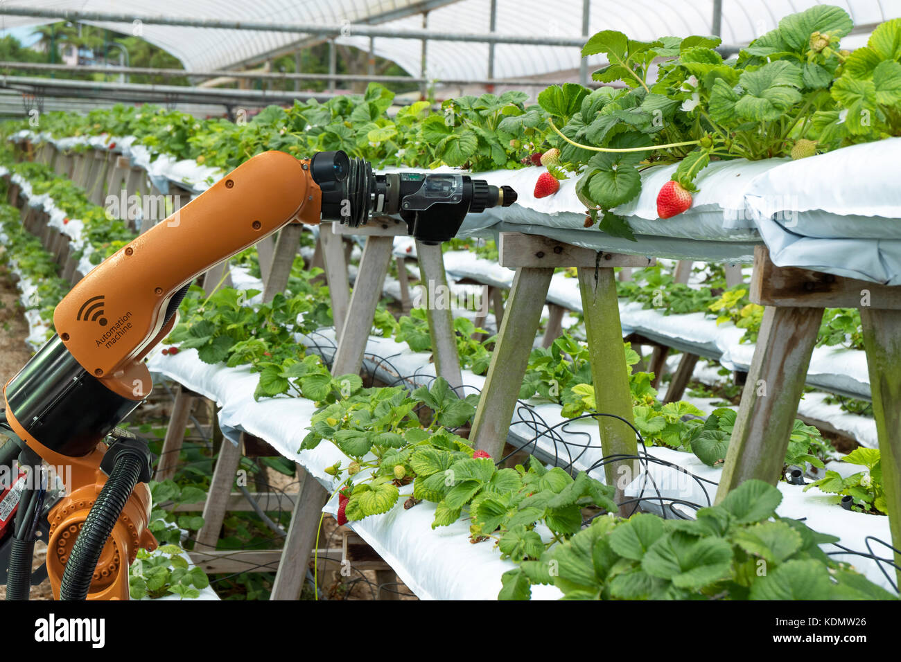 La agricultura vertical , la tecnología de agricultura de precisión los conceptos de inteligencia artificial, el agricultor utilice smart farm automatización robot ayudante processin de imagen Foto de stock