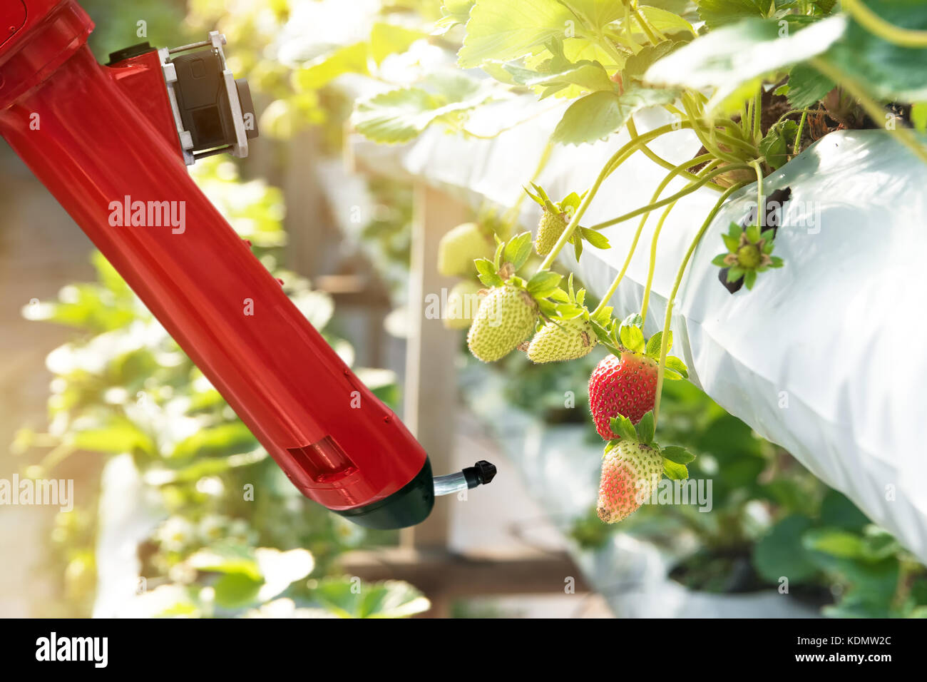 La agricultura vertical , la tecnología de agricultura de precisión los conceptos de inteligencia artificial, el agricultor utilice smart farm automatización robot ayudante processin de imagen Foto de stock