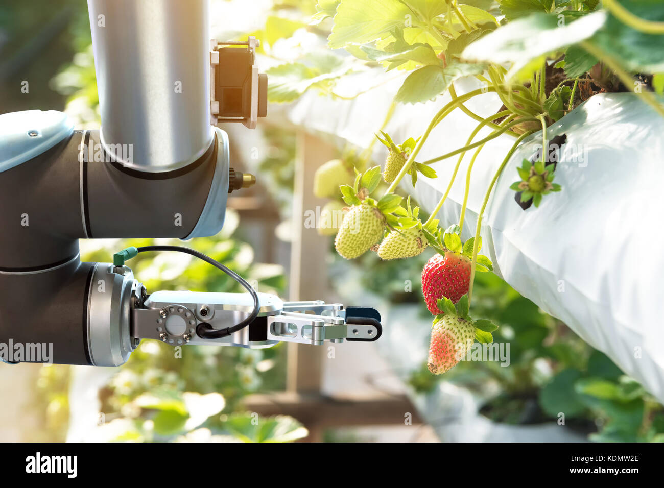 La tecnología de la agricultura , los conceptos de inteligencia artificial, el agricultor utilice smart farm robot ayudante de automatización del procesamiento de imágenes para detectar maleza ,spray Foto de stock