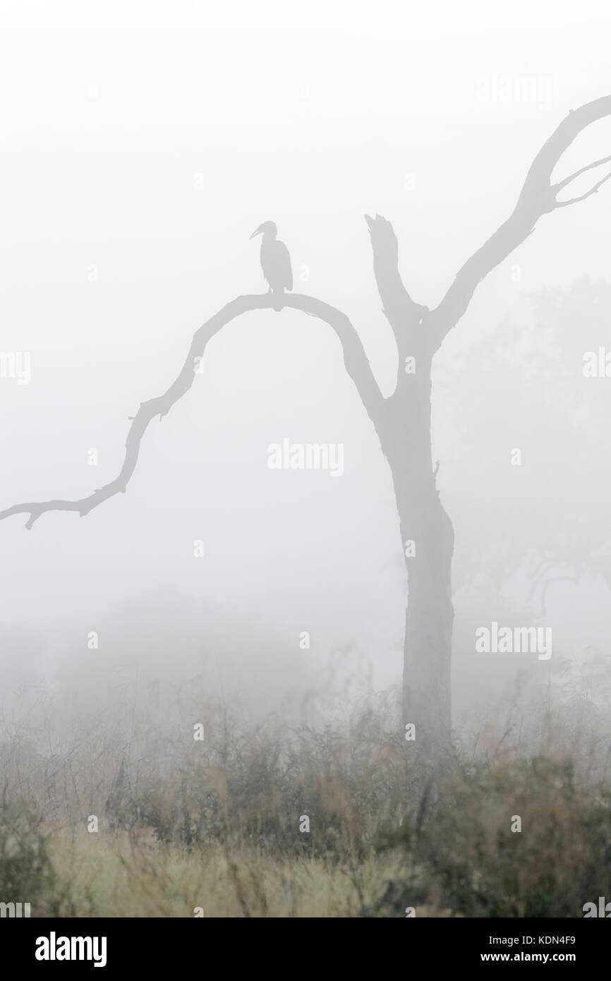 Tierra del sur (bucorvus leadbeateri bucero) encaramado en un árbol durante la niebla matutina, el parque nacional Kruger, Sudáfrica Foto de stock
