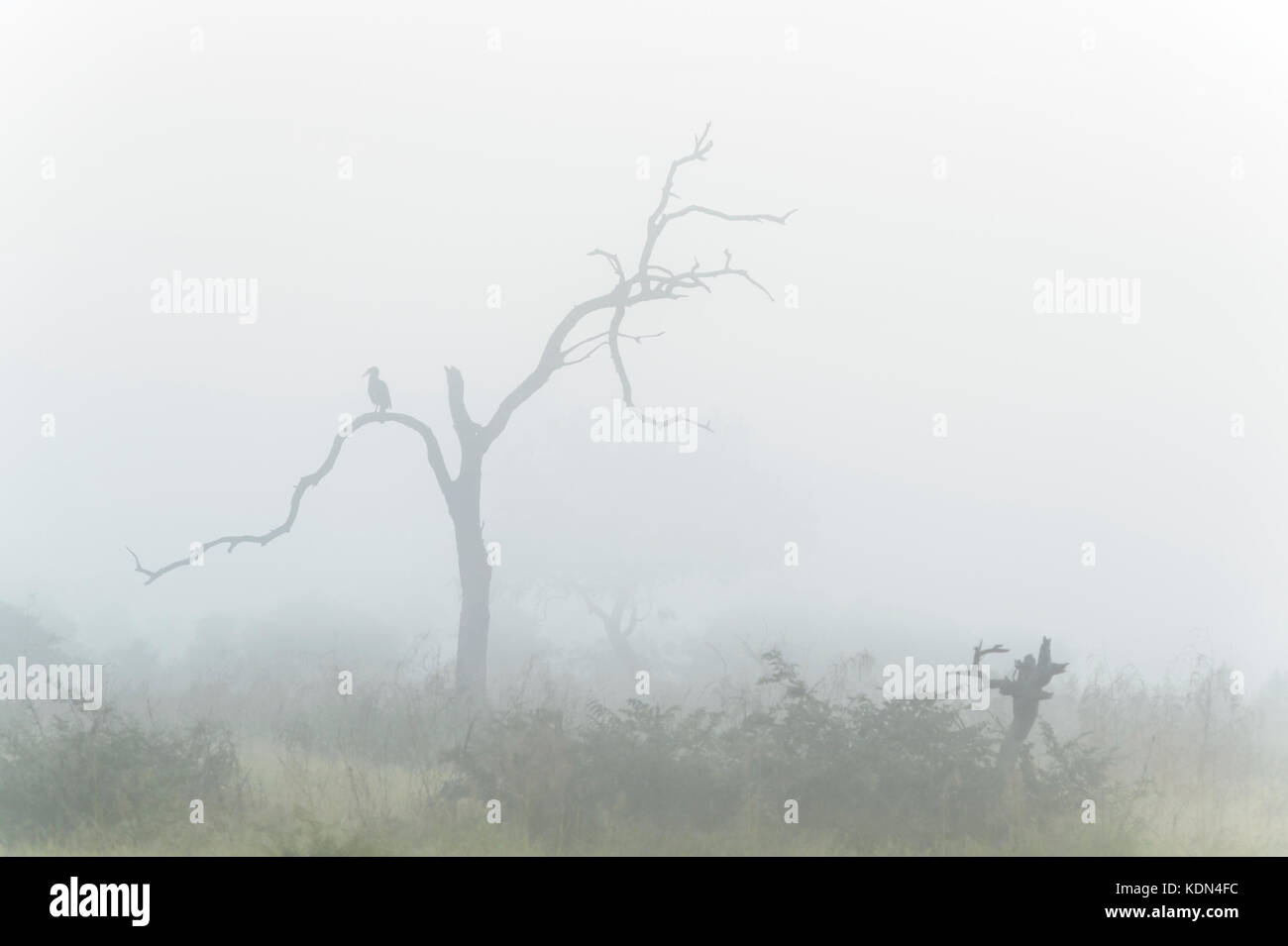 Tierra del sur (bucorvus leadbeateri bucero) encaramado en un árbol durante la niebla matutina, el parque nacional Kruger, Sudáfrica Foto de stock