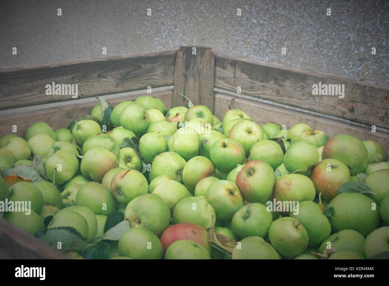 Una manzana completa de bin recogi bramley manzanas en co Armagh, Irlanda del Norte Foto de stock
