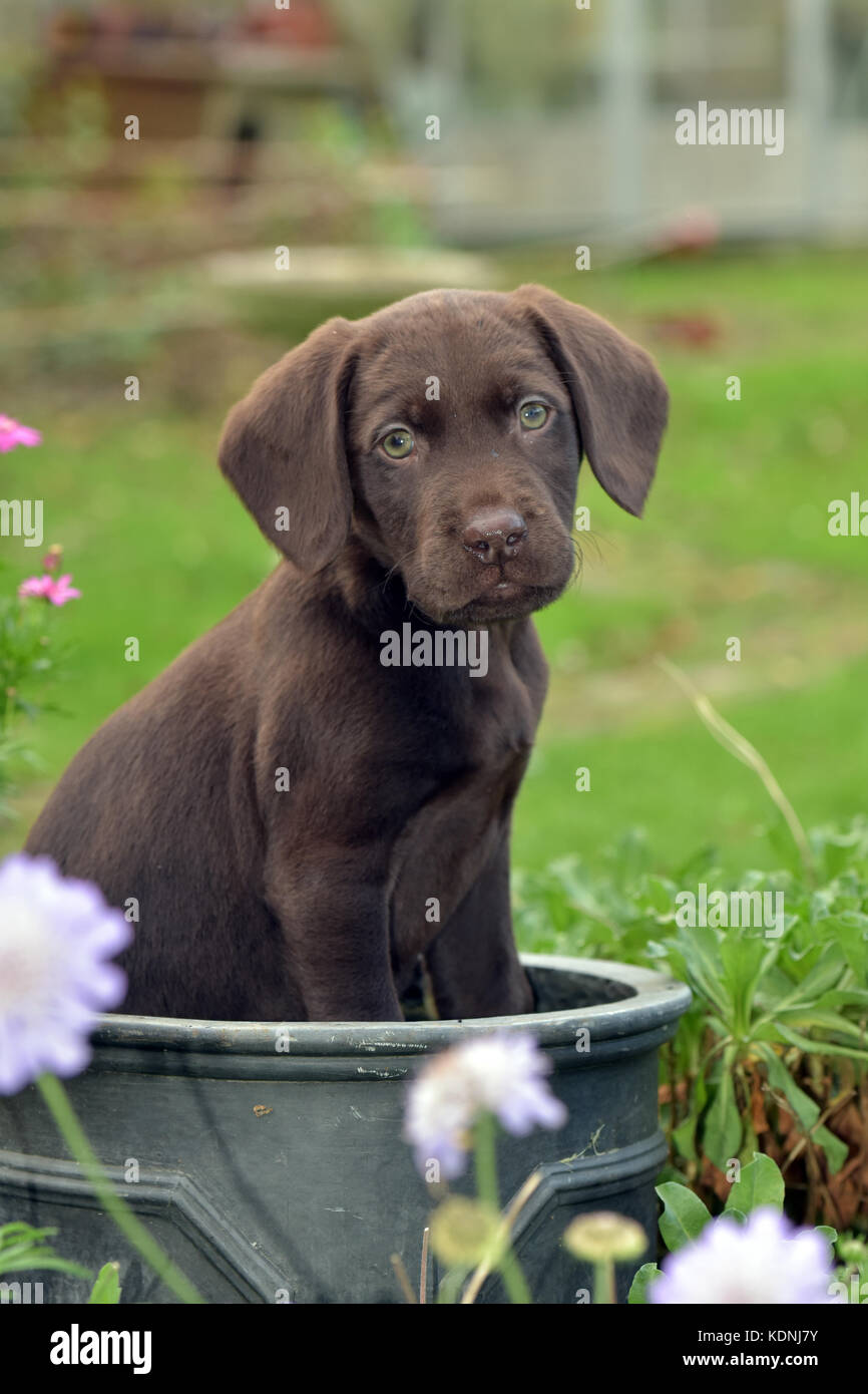 Un perrito springador labradinger o sentarse en una maceta mirando muy lindo. gracioso cachorro o perro. Foto de stock