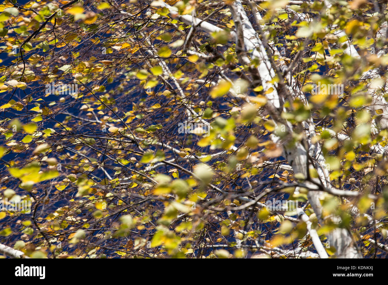 Corona de hojas de abedul de otoño en el soleado día de viento en el fondo del cielo azul Foto de stock