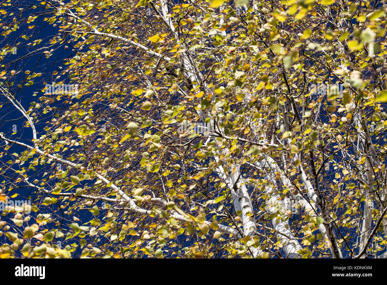 Corona de hojas de abedul de otoño en el soleado día de viento en el fondo del cielo azul Foto de stock