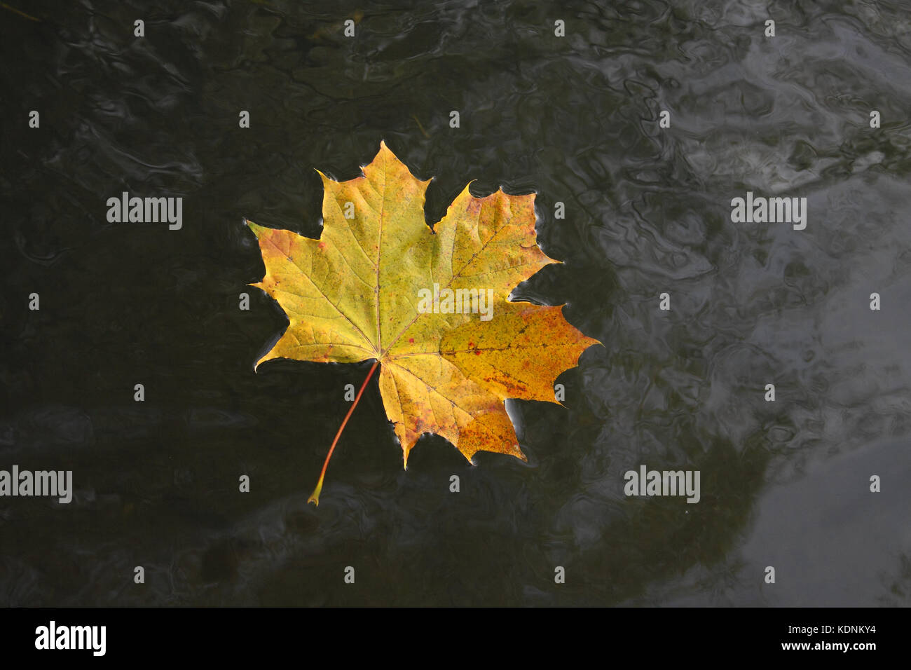 Hoja de arce en otoño el agua oscura antecedentes Foto de stock