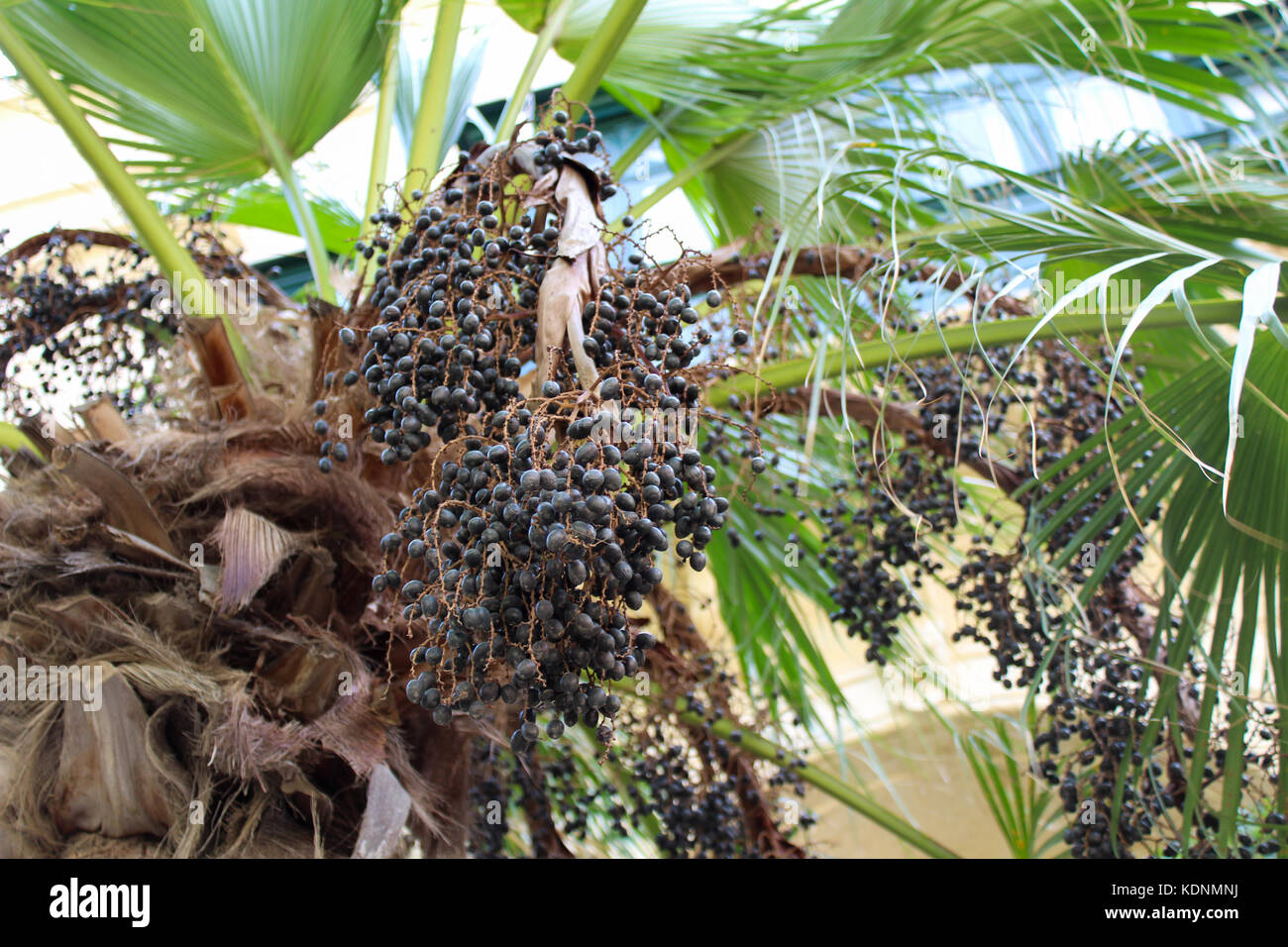 La cosecha de fruta de palma, cercana malta Foto de stock