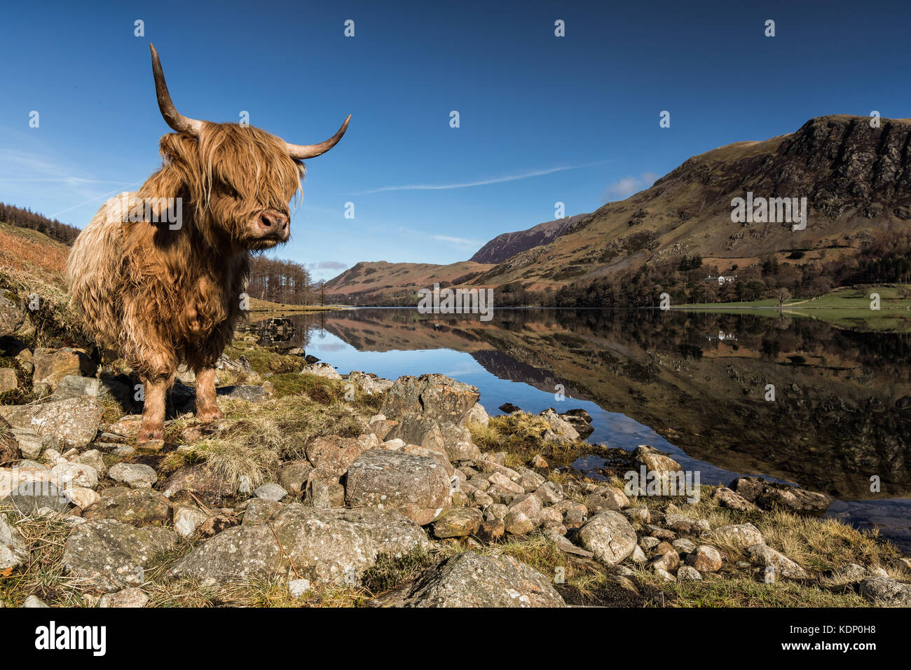 Highland ganado en el lakeside en Buttermere lago, el Lake District, Cumbria, Inglaterra, Reino Unido. Foto de stock
