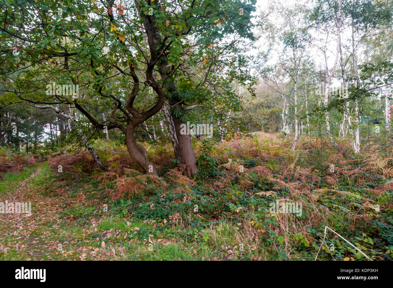 Zona de bosques caducifolios bajo la amenaza de ampliación propuesta de la carretera A3 en Wisley en Surrey. Foto de stock