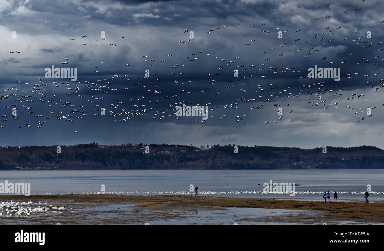 La migración de los gansos (Anser caerulescens) que aterrizaba en la orilla del río San Lorenzo en cap rouge en la ciudad de Quebec, blanco contra un cielo tormentoso Foto de stock