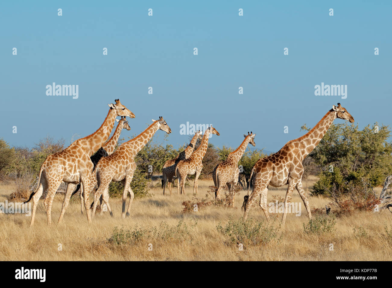 Jirafas (Giraffa camelopardalis) en su hábitat natural, el Parque Nacional de Etosha, Namibia Foto de stock