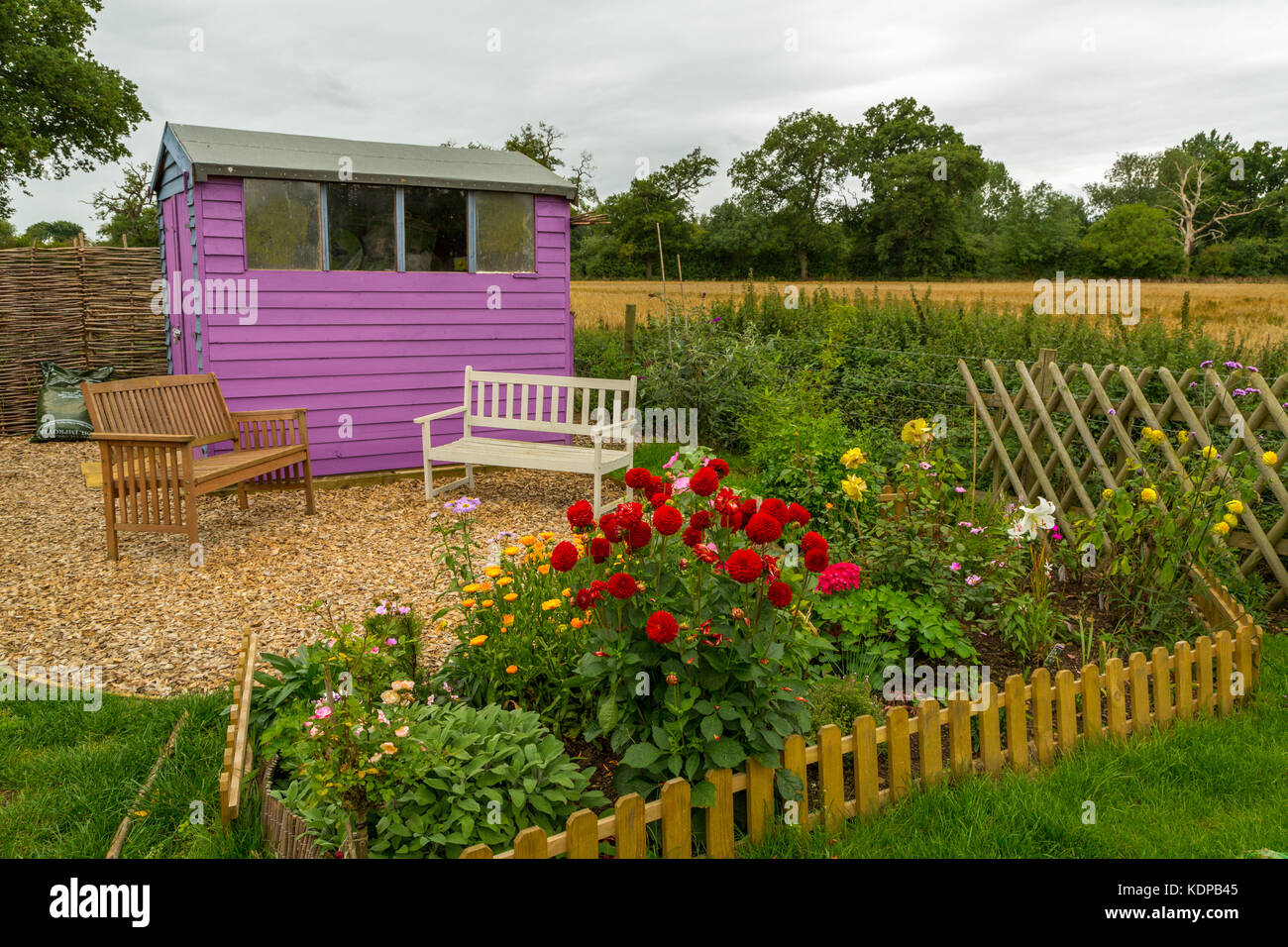 Un colorido violeta-púrpura cobertizo con asientos en un pequeño jardín con vistas a los campos de maíz,Cotswolds, Reino Unido, Inglaterra Foto de stock