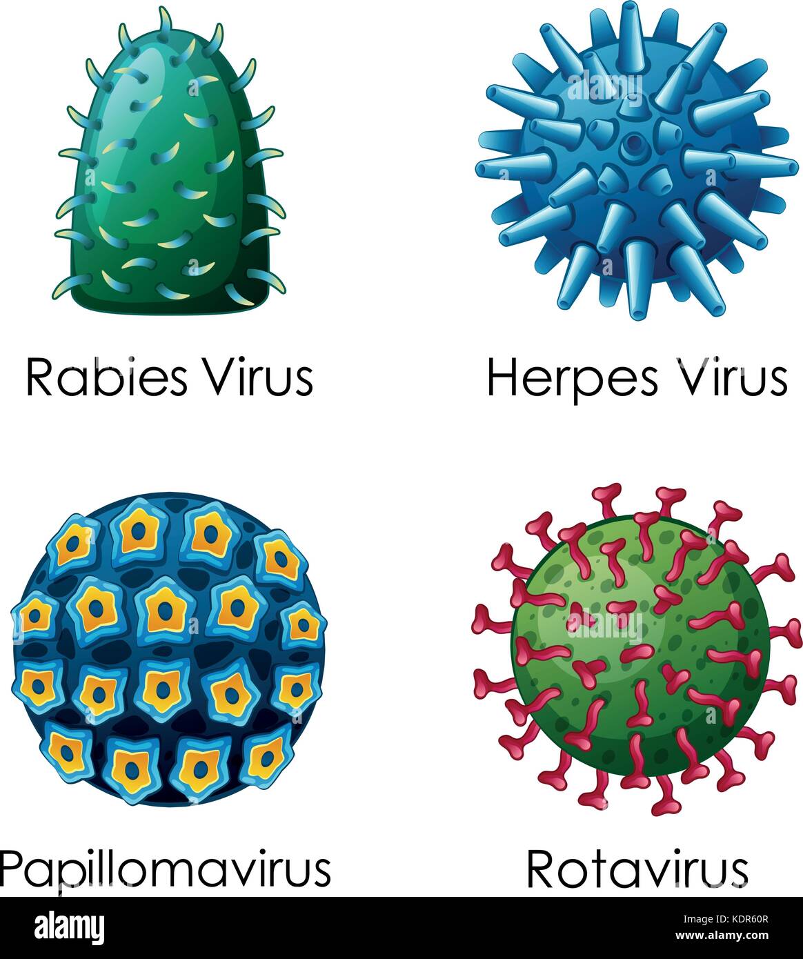 Rotavirus Dibujo Imágenes Vectoriales De Stock Alamy