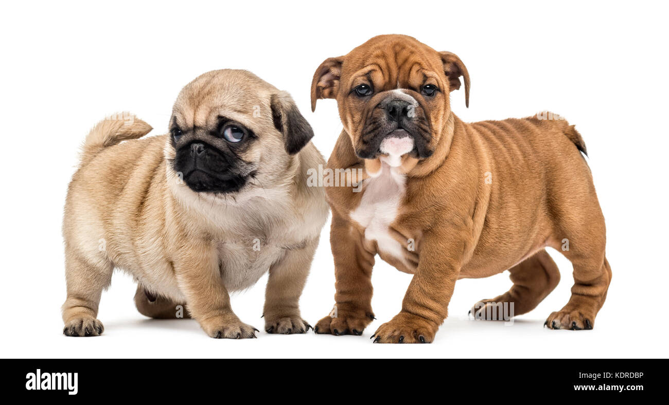Pug cachorros bulldog inglés y uno al lado del otro, aislado en blanco  Fotografía de stock - Alamy