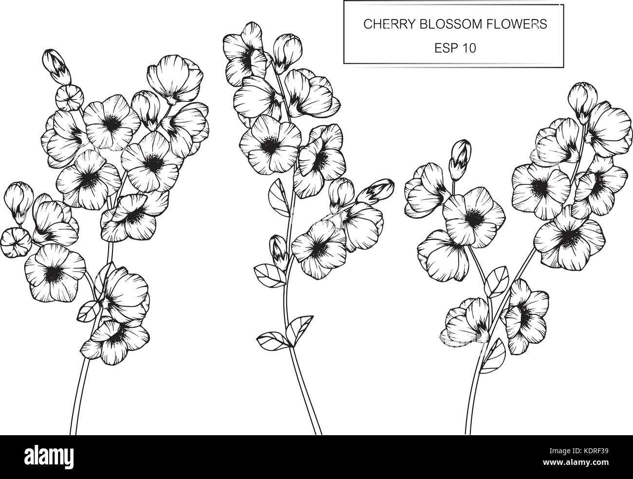 Flor de Cerezo dibujo ilustración. Blanco y negro con la línea art Imagen  Vector de stock - Alamy