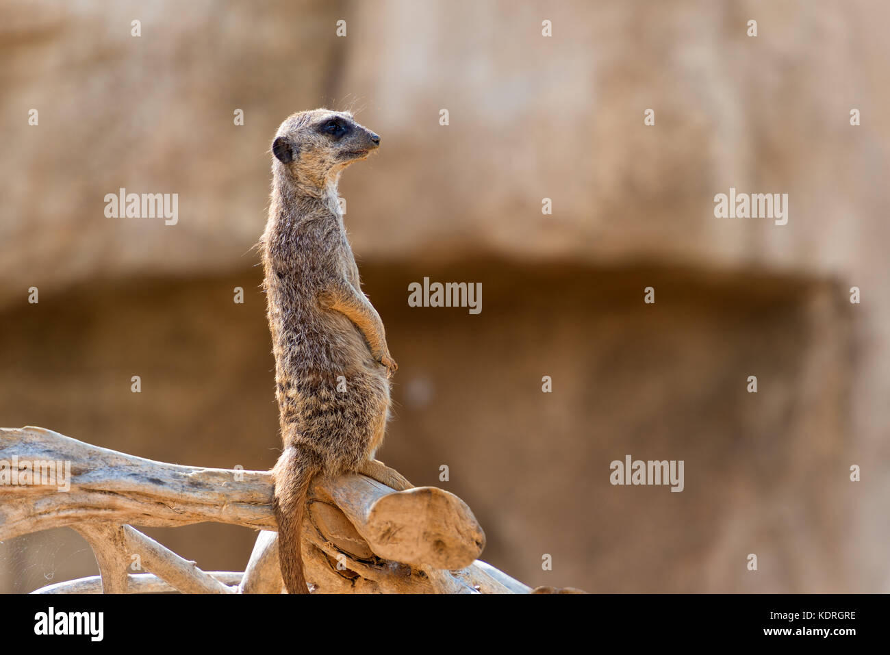 South African suricata suricatta suricata o pie y observando Foto de stock