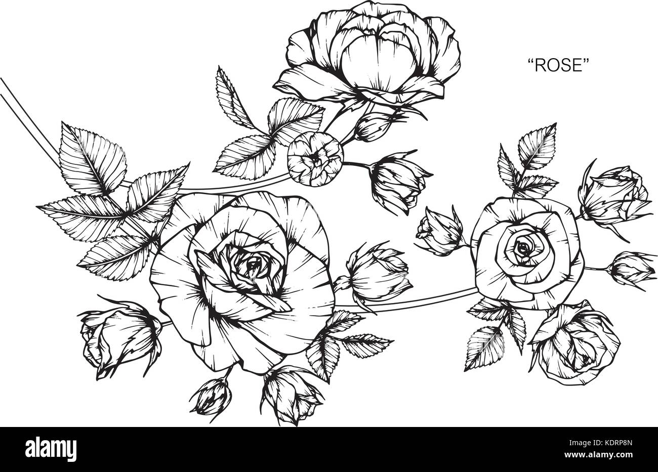 Ilustracion Dibujo De Flores Rosas Blanco Y Negro Con La Linea