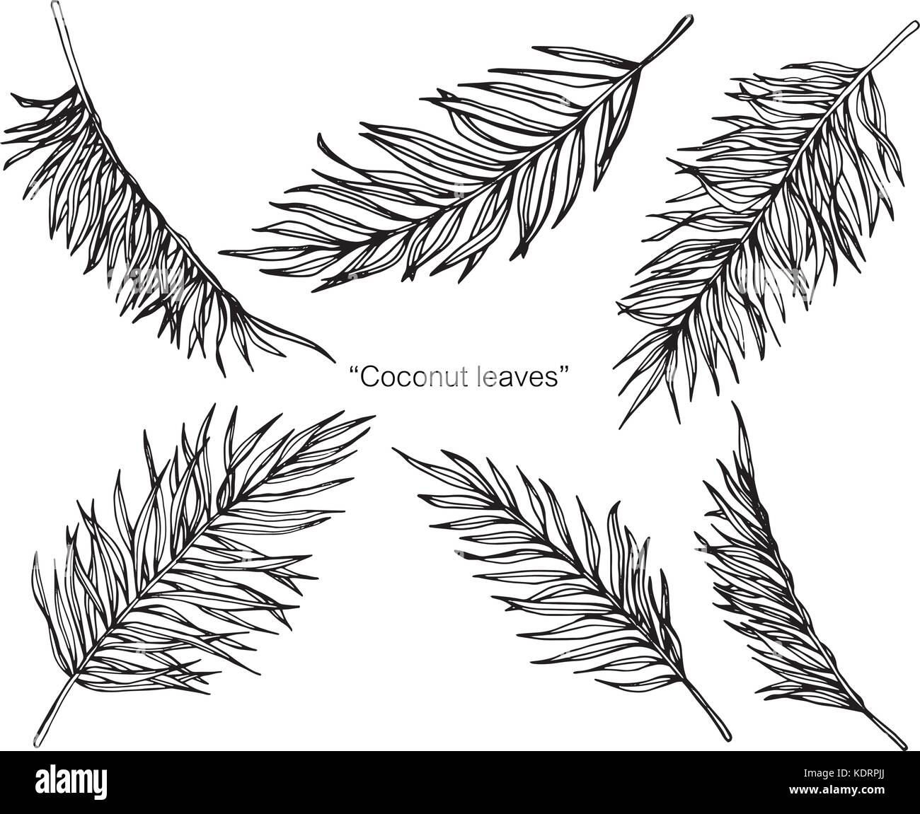 Dibujo De Hojas De Cocotero